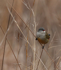 Coccopygia quartinia