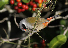 Coccopygia melanotis