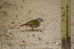 Estrilda troglodytes