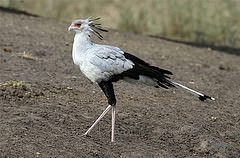 Sagittarius serpentarius