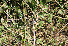 Estrilda atricapilla