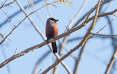 Estrilda erythronotos