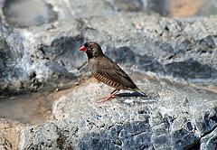 Ortygospiza atricollis