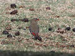 Stagonopleura oculata