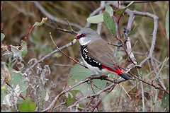 Stagonopleura guttata