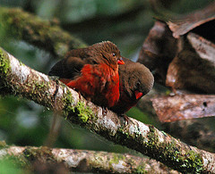 Oreostruthus fuliginosus