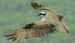 Pandion haliaetus