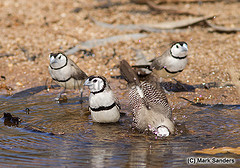 Taeniopygia bichenovii