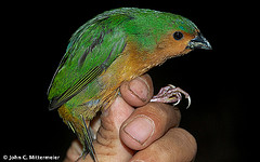 Erythrura hyperythra