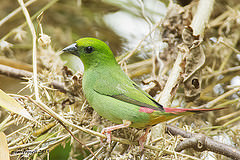 Erythrura viridifacies