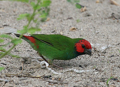 Erythrura cyaneovirens