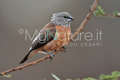 Odontospiza caniceps