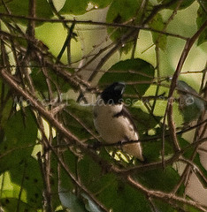 Lonchura fringilloides
