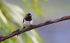 Lonchura leucogastroides