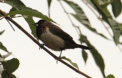 Lonchura leucogastra