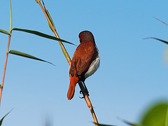 Lonchura quinticolor