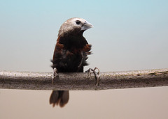 Lonchura ferruginosa