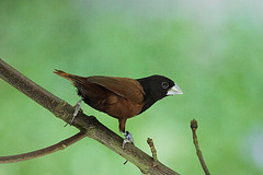 Lonchura atricapilla