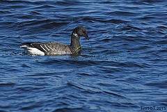 Branta bernicla