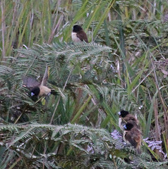 Lonchura spectabilis