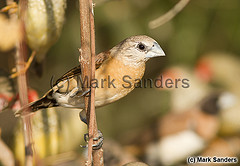 Lonchura flaviprymna