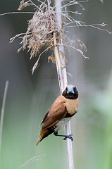 Lonchura castaneothorax