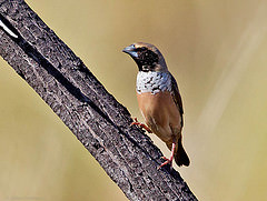 Heteromunia pectoralis