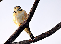 Gampsonyx swainsonii