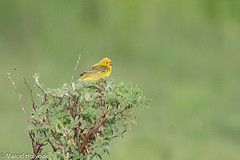 Anomalospiza imberbis