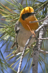 Peucedramus taeniatus