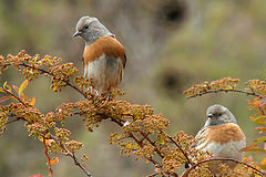 Prunella rubeculoides