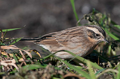 Prunella atrogularis