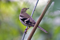 Dendronanthus indicus