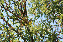 Motacilla flava