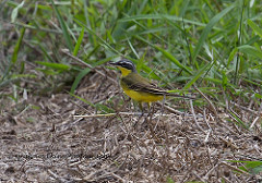 Motacilla tschutschensis