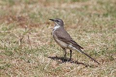Motacilla capensis