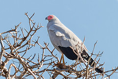 Polyboroides radiatus