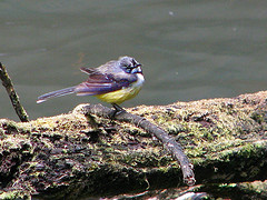 Motacilla flaviventris