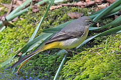 Motacilla cinerea