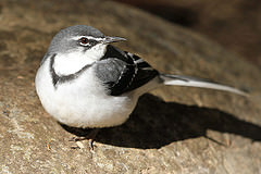 Motacilla clara
