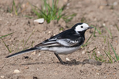 Motacilla alba