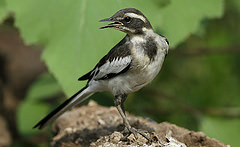 Motacilla aguimp