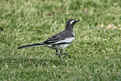 Motacilla maderaspatensis