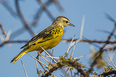 Tmetothylacus tenellus