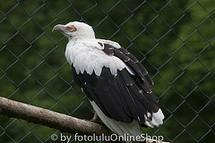 Gypohierax angolensis