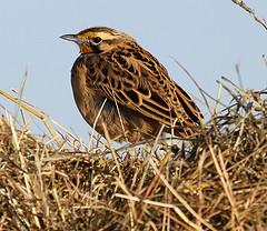 Macronyx flavicollis