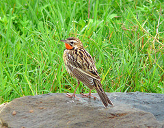 Macronyx aurantiigula