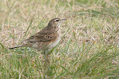 Anthus australis