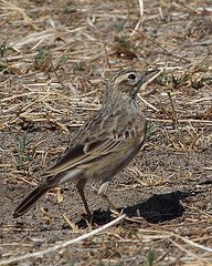 Anthus novaeseelandiae