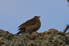 Anthus similis